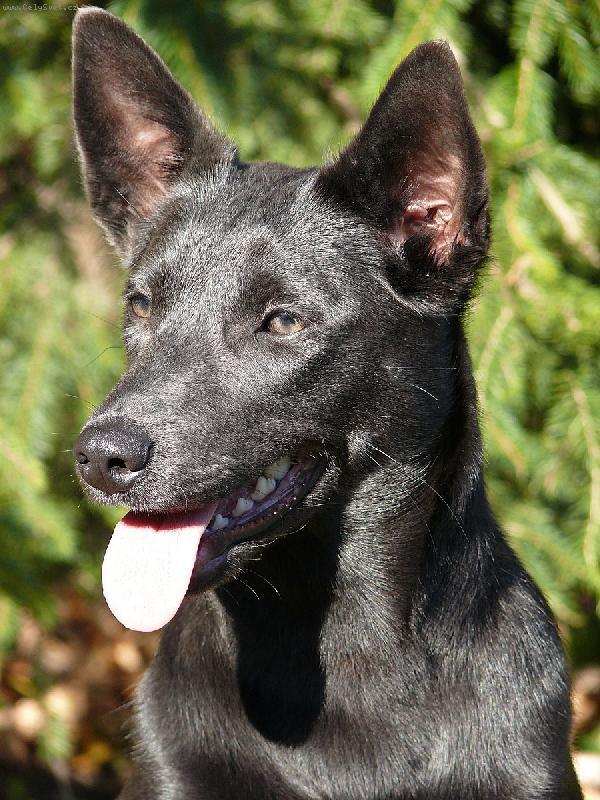 Fotky: Australsk kelpie (foto, obrazky)