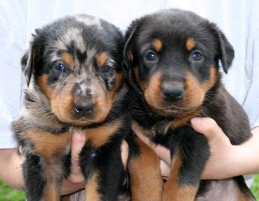 Fotky: Beauceron (foto, obrazky)