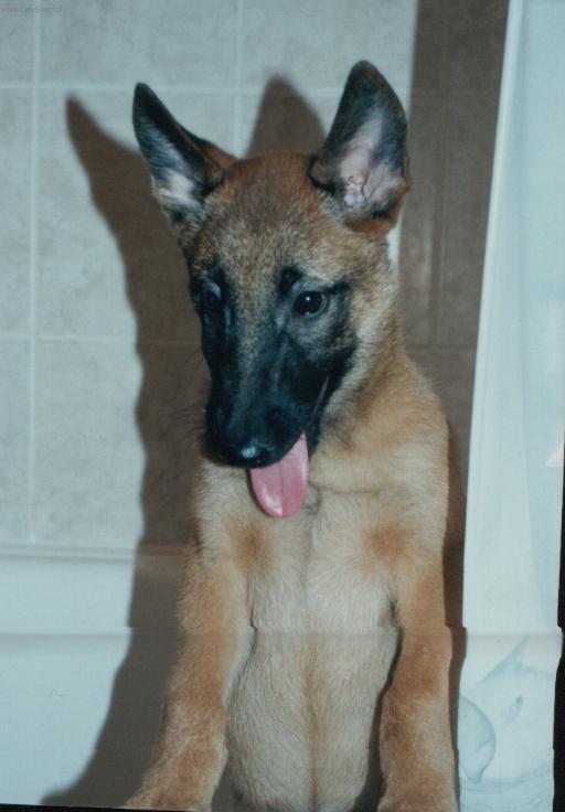 Fotky: Belgick ovk - Malinois (foto, obrazky)