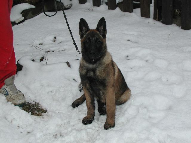 Fotky: Belgick ovk - Malinois (foto, obrazky)