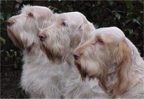 Fotky: Italsk spinone (foto, obrazky)