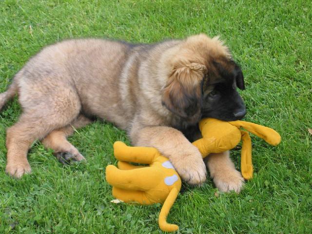 Fotky: Leonberger (foto, obrazky)