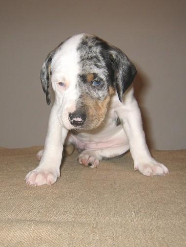 Fotky: Louisiana Catahoula (foto, obrazky)