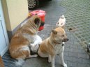 Fotky: Akita-inu (foto, obrazky)