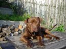 Fotky: Americk pitbull terir (foto, obrazky)