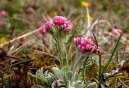 Pokojov rostliny:  > Kocinek dvoudom (Antennaria dioica)