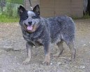 :  > Australsk honck pes (Australian Cattledog)