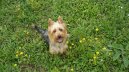 :  > Australsk terir (Australian Terrier)