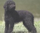 :  > Barbet (Barbetб French Water Dog)