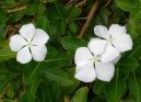 :  > Barvnek rov, katarantus (Catharanthus roseus)