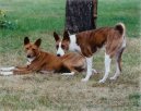 :  > Basenji