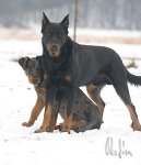 Beauceron