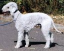 Bedlington terier