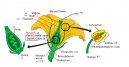 Pokojov rostliny: Pstitelsk rady > Botanika a struktura rostlin (The structure of the flower)