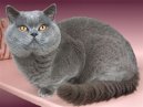 Brazilian Shorthair