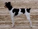 :  > Brazilsk terir (Brasilian Terrier, Terrier Brasilerio)