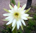 Cereus