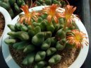 Pokojov rostliny:  > Conophytum