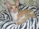 Cornish Rex