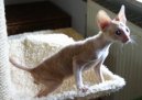 Cornish Rex