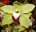 Cymbidium