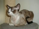 Koky:  > Devon-rex (Devon Rex Cat)