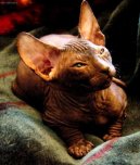 Koky:  > Donsk sphynx (Don Sphynx Cat)