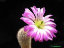 Echinocereus