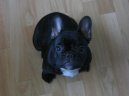 Ps plemena:  > Francouzsk buldoek (Bouledogue francais, French Bulldog)