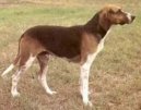 Ps plemena:  > Francouzsk trikolorn honi (French Tricolour Hound)