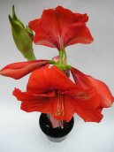 Pokojov rostliny: Jedovat > Hvzdnk, zornice, amarylis (Hippeastrum)