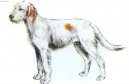 :  > Istrijsk hrubosrst honi (Istrian wire-haired scent hound)