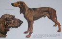 :  > Italsk segugio krtkosrst (Italian Short-haired Hound)