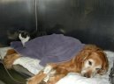 Ps plemena:  > Jak se starat o pejska s onemocnnm srdce (Caring for older dogs)