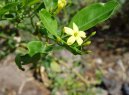 Pokojov rostliny:  > Jasmn (Jasminum officinale)