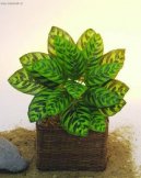 Pokojov rostliny:  > Kalatea (Calathea)