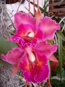 Pokojov rostliny:  > Katleja (Cattleya)