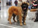 Leonberger