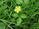 Pokojov rostliny:  > Lesn jahody, jahodnk (Duchesnea indica)