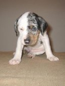 Fotky: Louisiana Catahoula (foto, obrazky)