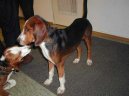 :  > Nmeck honi (Deutsche Bracke, German Hound)