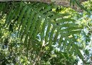 Pokojov rostliny:  > Osladi (Polypodium Aureum)