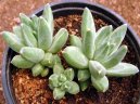 :  > Pachyphytum