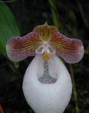 Pafiopedilum, stevinkovec