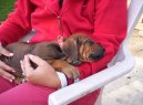 Fotky: Rhodsk ridgeback, Rhodzsk ridgeback (foto, obrazky)