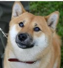 Shiba