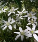 :  > Sndek (Ornithogalum)