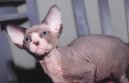 Fotky: Sphynx (foto, obrazky)