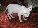 Koky:  > Sphynx (Sfynx Cat)