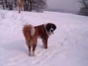 Ps plemena:  > Svatobernarsk pes (Saint Bernard)